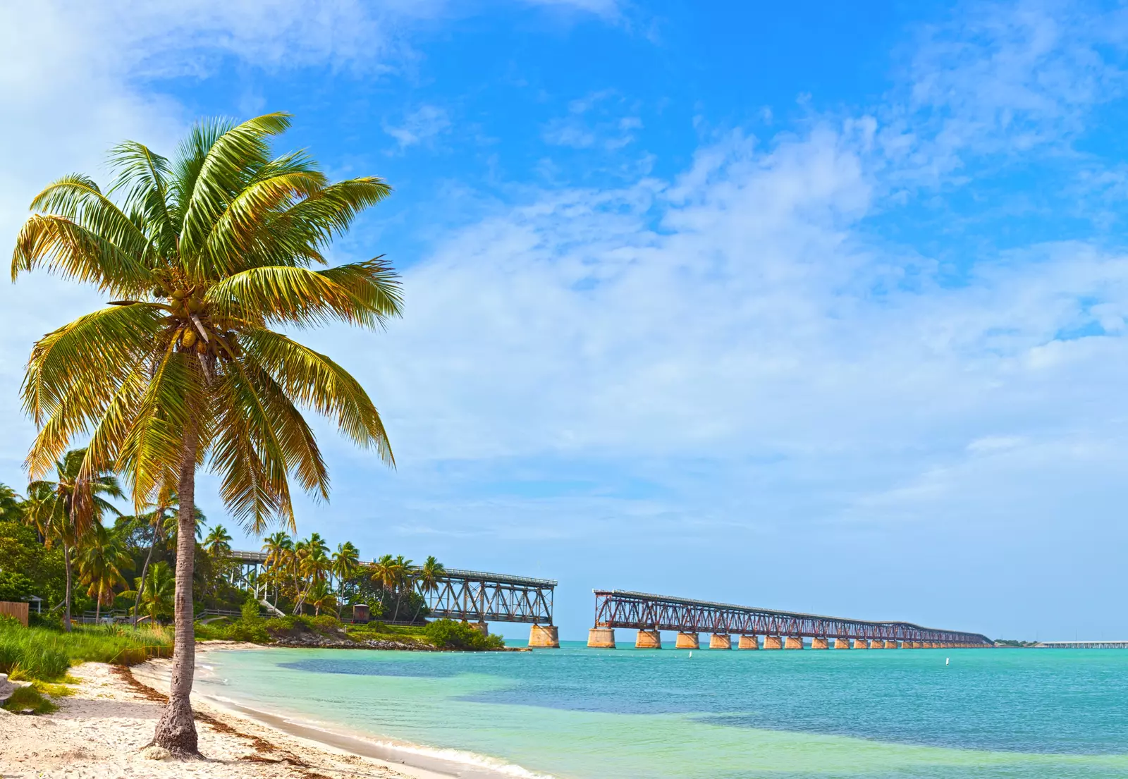 Palm tree on beach