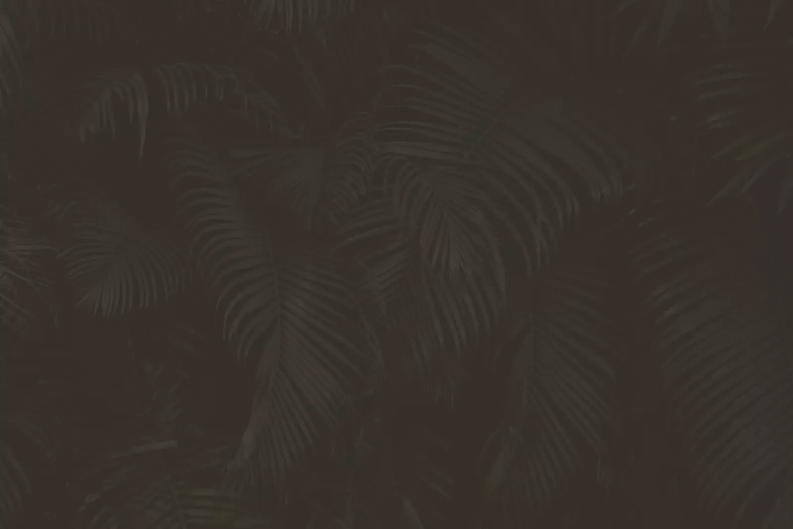 palm tree branches